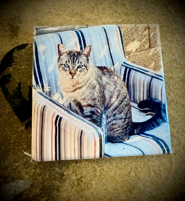 Ninja Cat Magnet "Squirt"